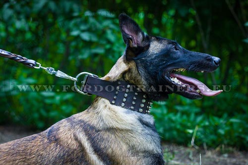 Extra Wide Leather Collar for Malinois - Click Image to Close