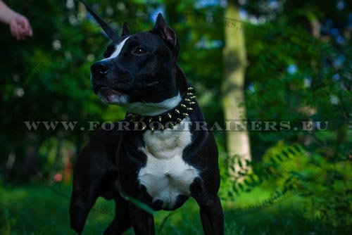 Amstaff Spiked Collar Brass&Leather - Click Image to Close