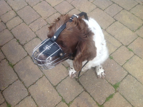 Durable Basket Muzzle for Springer Spaniel⚶ - Click Image to Close