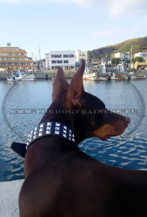 Fantastic Leather Dog Collar for Doberman ☀ - Click Image to Close