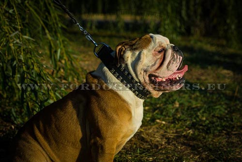 Leather Collar Studded for English Bulldog - Click Image to Close