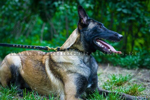 Malinois Collar with Half-Ball Studs - Click Image to Close