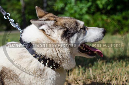 Walking Dog Collar Spiked for Laika - Click Image to Close