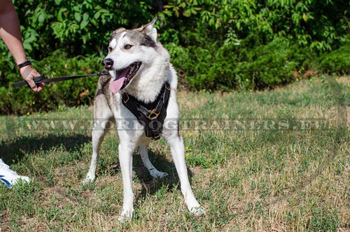 West Siberian Laika Agitation Harness Functional Luxury - Click Image to Close