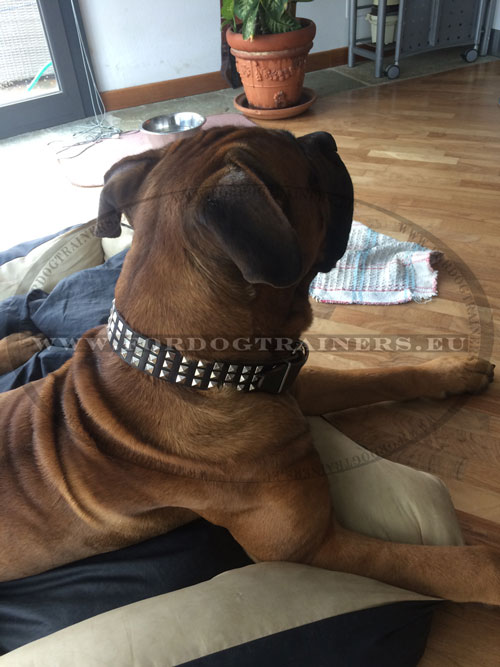 Studded Wide Collar for cane Corso ➓ - Click Image to Close