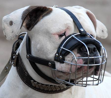 Wire Basket Dog Muzzle for American Bulldog - Click Image to Close