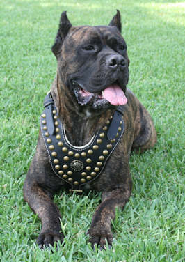Royal Dog Studded Leather Harness H11 for Cane Corso - Click Image to Close