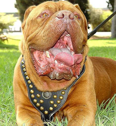 Royal Dog Studded Leather Harness H11 for Dogue De Bordeaux - Click Image to Close