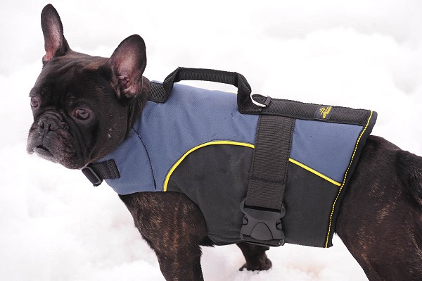 Outdoor nylon dog traking harness for French Bulldog - Click Image to Close