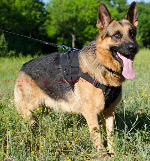 Hondentuig voor werkende honden op een Duitse herder