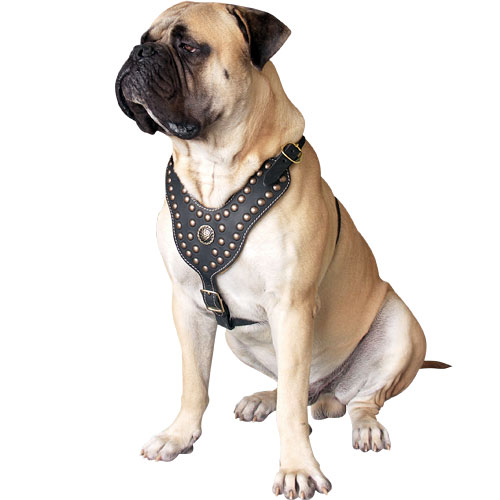 Mastiff mit Hunde Geschirr mit Nieten, Hundegeschirr Leder