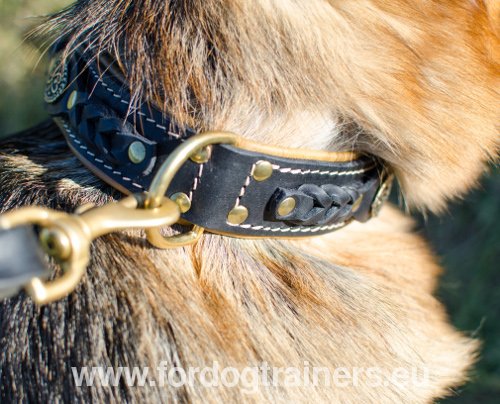 Nappa Padded Leather Collar for Belgian Malinois - Click Image to Close