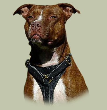 Harnais en cuir
H3 Haute Qualité pour Pitbull et Chiens Pareils