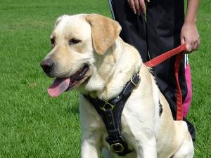 Tracking Walking leather dog harness for Labrador - Click Image to Close