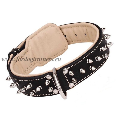Leather Collar for Dogs Design with Nickel-Plated Spikes - Click Image to Close