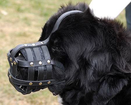 Newfoundland Everyday Leather dog muzzle M51 - Click Image to Close