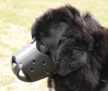 Newfoundland Everyday Leather dog muzzle M51 - Click Image to Close