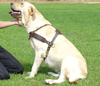 Tracking Pulling Harness for Labrador Made of Leather - Click Image to Close