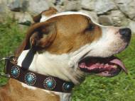 Collier en cuir avec pierres bleues pour Amstaff