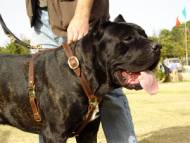 Cane Corso de lujo hechos a mano arns de cuero