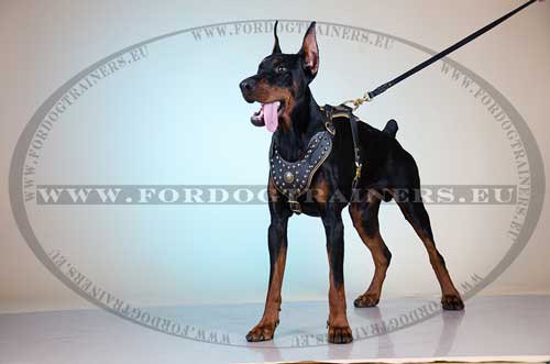 Leather
Harness for Doberman