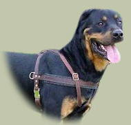 Harnais cuir pour Rottweiler