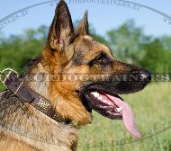 Deutscher Schferhund Halsband mit Relief-Platten Exklusiv