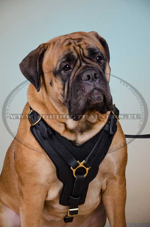 Leder Geschirr Gepolstert am Bullmastiff H10