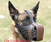 malinois-muzzle-leather-dog-dog1-1.jpg picture by nperzov