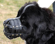 Newfoundland Everyday Leather dog muzzle M51