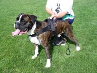 Agitation Leather Dog Harness for Boxer