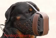 rottweiler-muzzle-leather-dog-do-1.jpg picture by nperzov