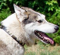 West Siberian Laika Leather Collar
with Brass Dots