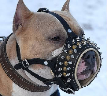 spiked-dog-muzzle-leather-amstaf-1.jpg picture by nperzov