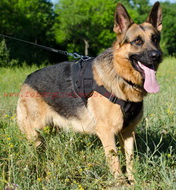 Sport harness in nylon for strong active dog