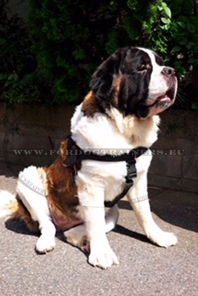 Lightweight Harness for St Bernard with ID Possibility
